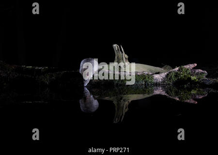 Ratti marrone, Rattus norvegicus, bere e riflessa in uno stagno di notte. Fotografata utilizzando un telecomando wildlife fotocamera DSLR trappola e flash. Foto Stock