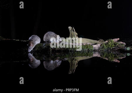 Due ratti marrone, Rattus norvegicus, uno di bere, che si riflette in una piscina. Fotografata utilizzando un telecomando wildlife fotocamera DSLR trappola e flash. Foto Stock