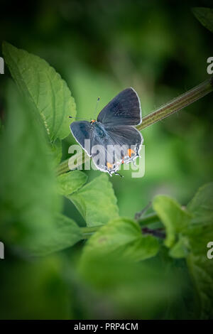 Piccolo grigio Hairstreak butterfly arroccato su un fiore Foto Stock