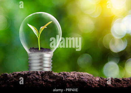 La lampadina si trova all'interno con le foglie e la foresta di alberi vengono alla luce. Concetti di conservazione ambientale e il riscaldamento globale impianto g Foto Stock