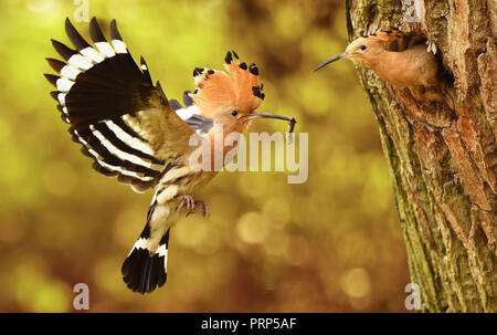 Comune di Upupa (Upupa epops) Foto Stock