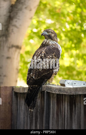 Red Tailed Hawk (Buteo jamaicensis), arroccato e posa su una staccionata in legno in Davis, California Foto Stock
