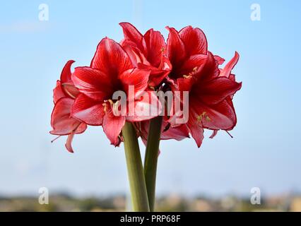 Un mazzetto di carisma Amaryllis fiori, da due steli provenienti dalla stessa lampadina. Bianco Rosso petali con il polline stami. Il giardinaggio, roof garden, Malta Foto Stock