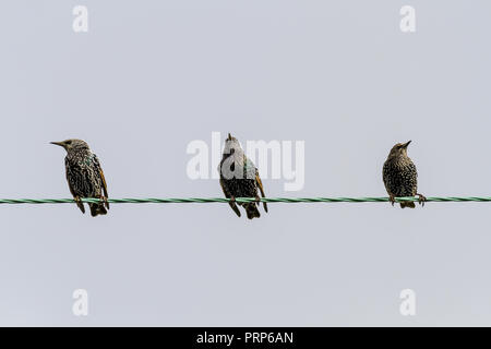 Tre storni in inverno con piumaggio bianco screziato cassapanche seduto su un filo, REGNO UNITO Foto Stock