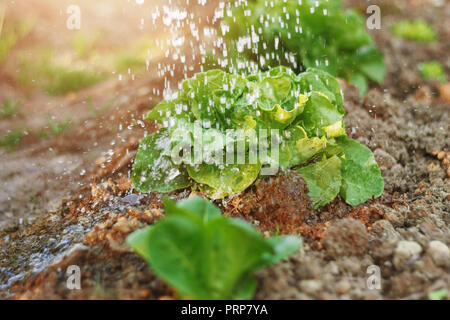 Verde foglie di lattuga irrigata da gocce di pioggia nella sera la luce solare Foto Stock