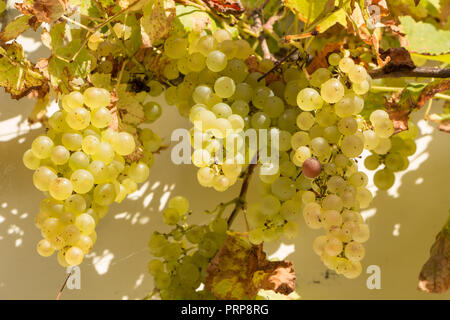 Grappolo di uva per ceppo di vite in un giardino Foto Stock