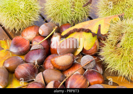 Le castagne, sbuccia, acorn e foglie di quercia su una tavola di legno dopo il raccolto durante l'autunno Foto Stock