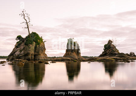 Le formazioni rocciose sporgenti dell'acqua a Tillamook bay, Oregon. Cormorano uccelli nidificano sugli alberi. Foto Stock