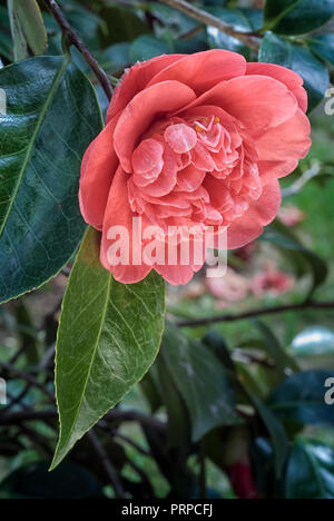 Camellia japonica cv Anemoniflora Rubra; Theaceae; evergreen shurb; doppio fiore rosso scuro Foto Stock