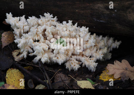 Rari funghi che crescono su un albero di muschio. Hericium clathroides. Foto Stock