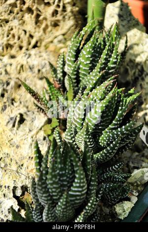 Bella "Haworthia" fasciata in giardino sotto il sole Foto Stock