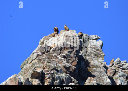 Gruppo di avvoltoi grifone (Gyps fulvus) permanente sulla roccia Foto Stock