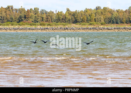 Cormorano phalacrocorax carbo sinensis battenti nella riserva naturale di nome 'Marismas del Odiel' in Huelva, Andalusia, Spagna. Foto Stock