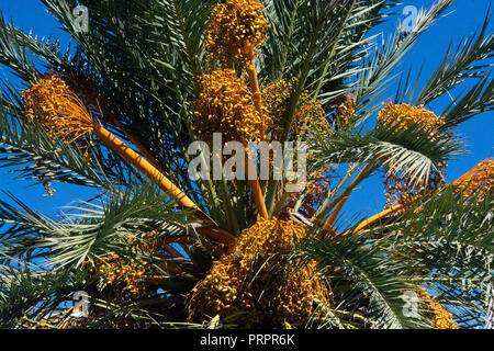 Data frutti di palma closeup contro il cielo blu in un pomeriggio soleggiato a Mallorca, Spagna. Foto Stock