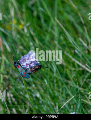Due Zygaena filipendulae sei spot burnett falene coniugata depositatesi su di un fiore di parsimonia con fuori fuoco erba verde dello sfondo. Foto Stock