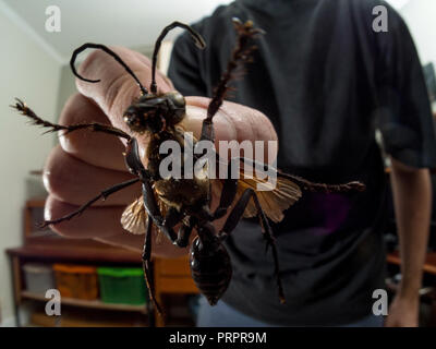 Tarantula hawk in mano, è un gigantesco wasp che caccia di ragni e depongono le uova su di loro, dalla famiglia Pompilidae, foto scattata con gli insetti trovati morti. Foto Stock