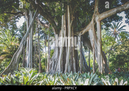 Gigantesco albero di ficus con aria appesi radici , Tenerife Foto Stock