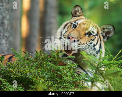 Ritratto di Tiger. Tigre nella natura selvaggia. Tigre Siberiana che mostra i suoi denti. Splendida tigre siberiana in tajga, Russia. Foto Stock