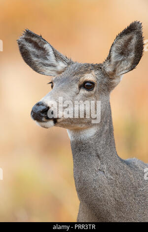 Mule Deer (Odocoileus hemionus) Doe, America del Nord Foto Stock