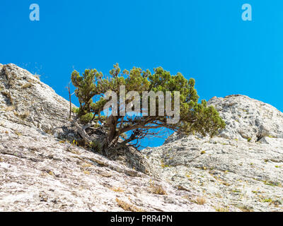 Lonely pine tree sulla roccia alta Foto Stock