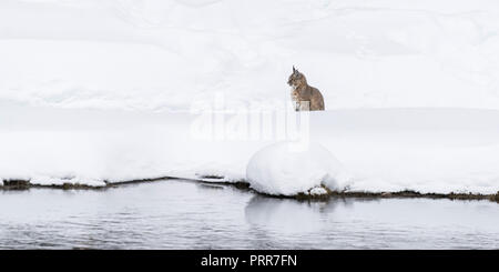 Bobcat (Lynx rufus) sulla lookout nella neve lungo il lato del fiume di Madison nel Parco Nazionale di Yellowstone, Wyoming negli Stati Uniti. Foto Stock