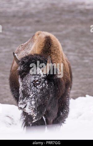 (Bison bison bison) comunemente chiamato Buffalo superstite del brutale inverno nel Parco Nazionale di Yellowstone, WY, STATI UNITI D'AMERICA. Foto Stock