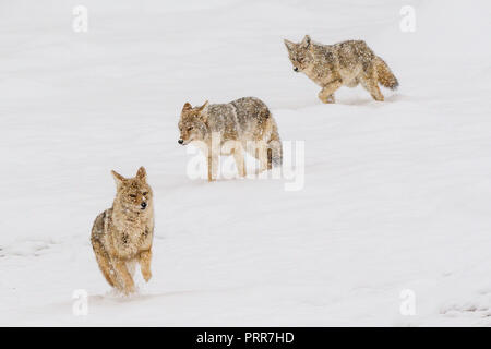 Tre i coyote (Canis latrans) in esecuzione attraverso una tempesta di neve nel Parco Nazionale di Yellowstone, Wyoming negli Stati Uniti. Foto Stock