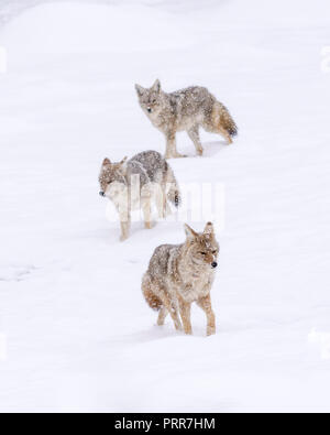 Tre i coyote (Canis latrans) in esecuzione attraverso una tempesta di neve nel Parco Nazionale di Yellowstone, Wyoming negli Stati Uniti. Foto Stock