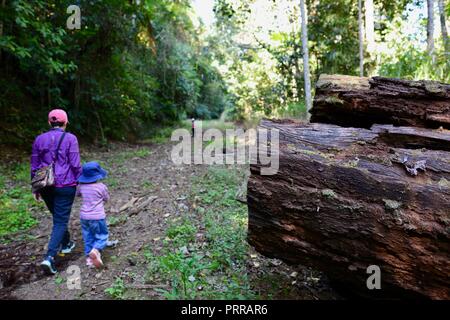 Una madre cammina la sua scuola di età bambini escursioni attraverso una foresta di Palmerston Doongan Wooroonooran National Park, Queensland, Australia Foto Stock