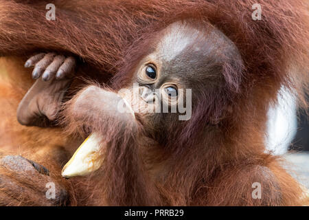Baby Bornean orangutan, pongo pygmaeus, con la madre, Buluh Kecil River, Borneo, Indonesia. Foto Stock