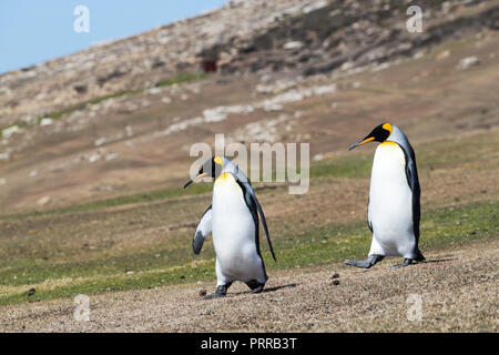 Adulto re pinguini, Aptenodytes patagonicus, Saunders Island, Falklands Foto Stock
