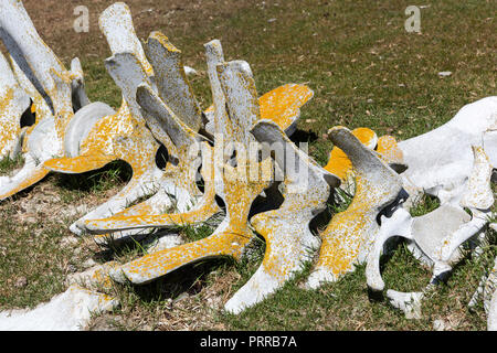 I resti scheletrici di una spiaggiata giovani sei balena, Balaenoptera borealis, rimontaggio sul Saunders Island, Falklands Foto Stock