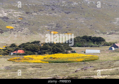 Il McGill farm, chiamato localmente un accampamento, sull isola di carcassa, Falklands Foto Stock