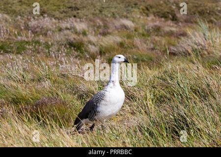 Maschio adulto upland goose, Chloephaga picta, Gypsy Cove, East Island, Falklands Foto Stock