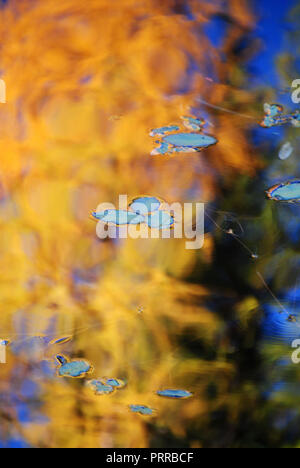 La riflessione di autunno alberi in acqua, con verde ninfea galleggiante sulla superficie, creando un astratto e sfocata golden, rosso, blu, sfondo marrone Foto Stock