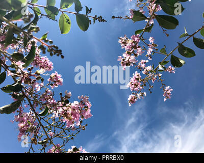 Tabebuia rosea è un fiore rosa neotropical tree e cielo blu. Nome comune rosa struttura a campana, poui rosa, rosa tecoma, Rosy struttura a campana, Basant rani Foto Stock