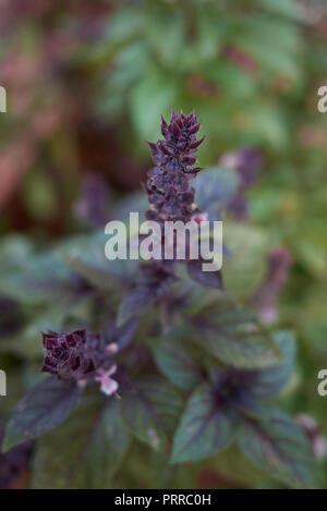 Ocimum basilicum purpurascens close up Foto Stock