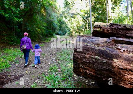 Una madre cammina la sua scuola di età bambini escursioni attraverso una foresta di Palmerston Doongan Wooroonooran National Park, Queensland, Australia Foto Stock