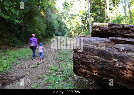 Una madre cammina la sua scuola di età bambini escursioni attraverso una foresta di Palmerston Doongan Wooroonooran National Park, Queensland, Australia Foto Stock