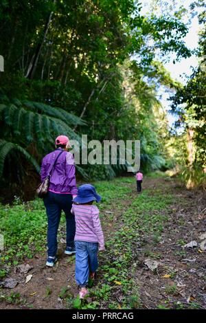 Una madre cammina la sua scuola di età bambini escursioni attraverso una foresta di Palmerston Doongan Wooroonooran National Park, Queensland, Australia Foto Stock