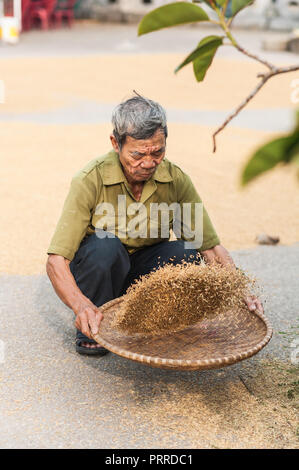 Van Lam Village, Vietnam - Ottobre 17, 2016. Uomo locale di vagliatura throung i grani di riso di essiccazione del raccolto sul terreno. Vicino al tram Vung Pier. Foto Stock