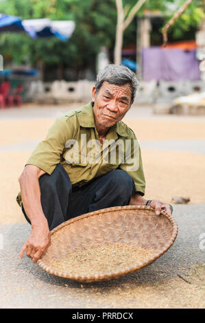 Van Lam Village, Vietnam - Ottobre 17, 2016. Uomo locale di vagliatura throung i grani di riso di essiccazione del raccolto sul terreno. Vicino al tram Vung Pier. Foto Stock
