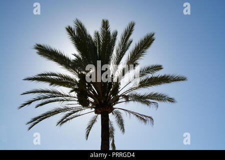 Sun splende dietro Palm tree corona contro il cielo blu di Mallorca, Spagna. Foto Stock