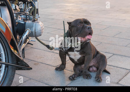Un American bully dog mantenere guarda il suo proprietario del motociclo. Foto Stock