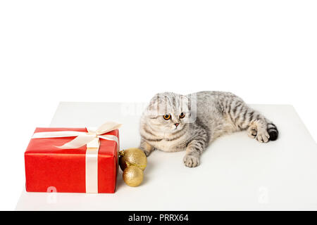 Elevato angolo di visione a strisce di British Shorthair vicino a golden baubles di natale e confezione regalo avvolto da nastro sul cubo isolato su sfondo bianco Foto Stock