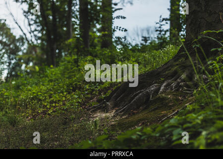 Inquadratura ravvicinata delle radici degli alberi con suolo coperto di moss in foresta Foto Stock