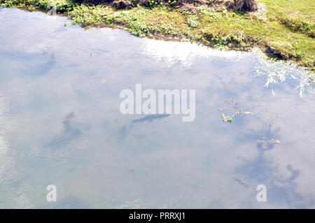 Tiger pesce (Hoplias malabaricus) nella costa del fiume Parana, Argentina Foto Stock