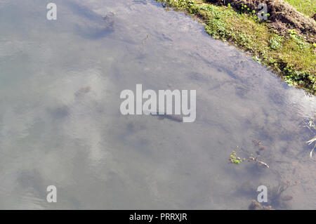 Tiger pesce (Hoplias malabaricus) nella costa del fiume Parana, Argentina Foto Stock