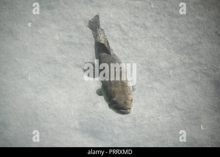 Tiger pesce (Hoplias malabaricus) nella costa del fiume Parana, Argentina Foto Stock