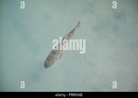 Tiger pesce (Hoplias malabaricus) nella costa del fiume Parana, Argentina Foto Stock